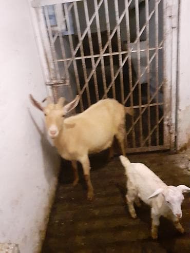 kişi keçə şap şapları: Sənan və alpin keçilərinin qarışığı. Südlük və ətlik keçilər. Balası — 3