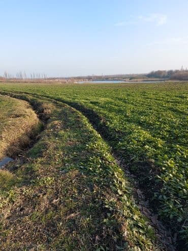 109 sot, Kənd təsərrüfatı, Mülkiyyətçi, Kupça (Çıxarış)