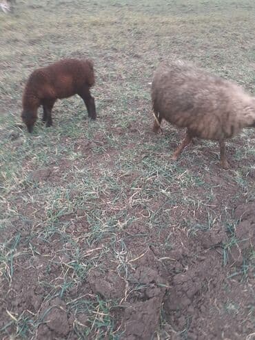 K/t heyvanları üçün mallar: Cidi şəxslər zəngin vursun yesinə 3 qardı erkədi balsı — 1