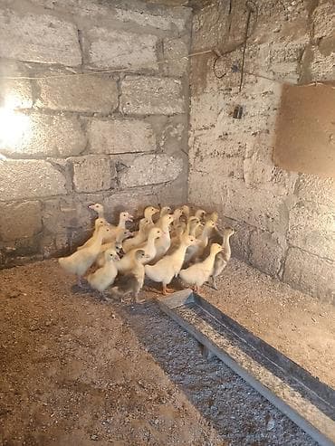 Qaz balaları – təsərrüfat üçün linda kuban
24. ededdir 15 gunniydiler