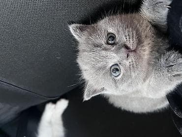 pişik yeməkləri: Şotland yastı qulaq — 2