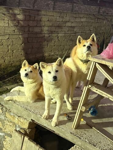 elxan elatlı belcika ovcarkası pdf: Akita-inu, 6 ay, Dişi, Peyvəndli, Ünvandan götürmə — 5