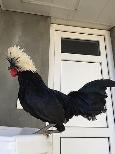 Toyuqlar: Rahibe 1 xoruz+4 fere 1 illikdiler hamisi bir yerdd satilir tek tek — 4