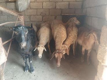 Heyvanlar: Dişi, il: 1, 1 kq, Damazlıq, Ünvandan götürmə — 1