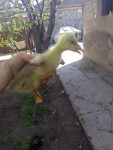 Kənd təsərrüfatı quşları: Məhsul: Qaz balaları Təsvir .salam 7 ədəd 20 günlük qaz balası 13 — 3