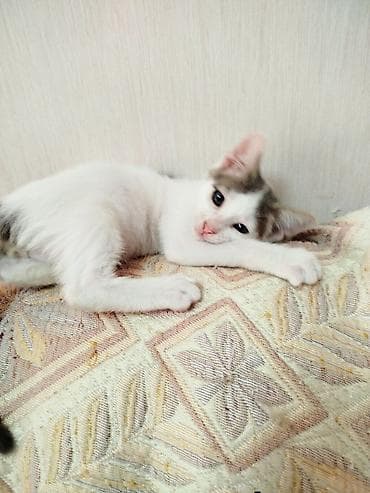 В добрые руки чистенький котёнок от домашней, чистой кошечки