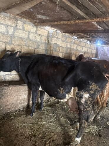 bala pişik adları: Inəklər öz qapimizin heyvnalradir saf qan simental balalari ilə — 3