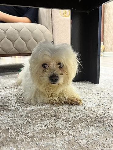 alman coban iti: Malta bolonka, 6 ay, Erkek, Ünvandan götürmə — 1