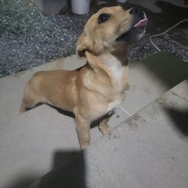 лабрадор: Labrador-retriver, 7 ay, Dişi, Cütləşmə üçün, Ünvandan götürmə — 1