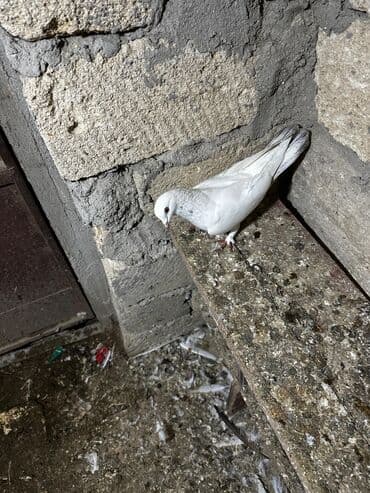 göyercin yuvası: Salam 18.19 quwdi hamsi tam sağlamdi oz quwdarimdi isimle elaqeder — 9