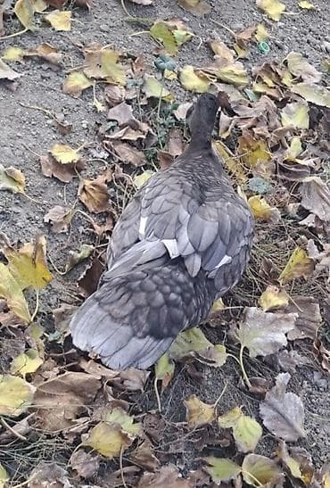 lal ordeklər: Dişi, | Macar, Damazlıq, Pulsuz çatdırılma — 1