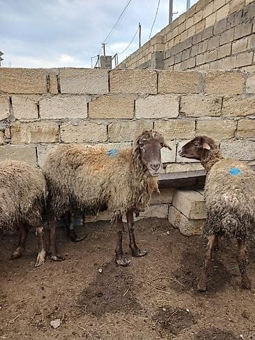 Птицы: Qoyun sürüsü – yerli damazlıq - Şəkillərdə görünən qarabaş və ağbaş — 2