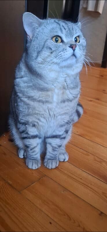 cins pişik: Erkək — 3