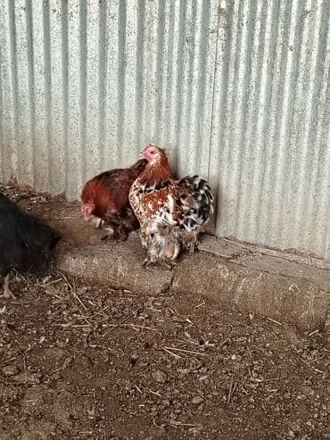 arı şəkilləri: Toyuq, Damazlıq — 2