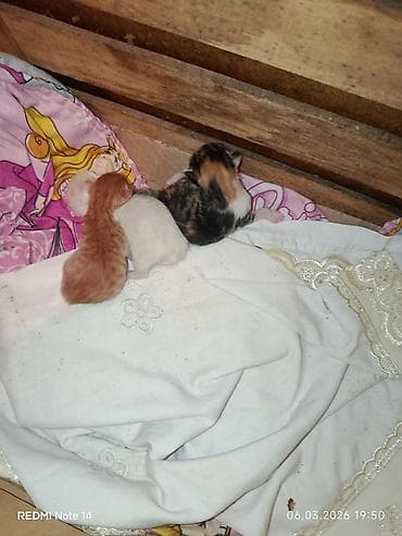 haski it adlari: Türk anqora — 1