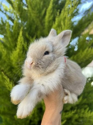 qax heyvan: Çox gözəl və nadir rəngə sahib Holland Lop balası satılır. Boynundakı — 3