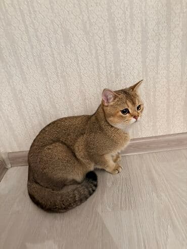 britan pişiyi: Britan — 1