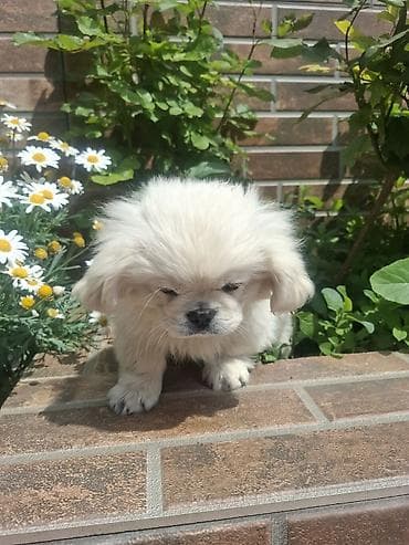 balaca ev itleri: Pekines, 3 ay, Erkek, Peyvəndli, Pulsuz çatdırılma — 9
