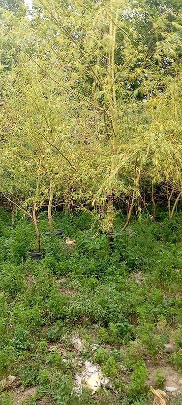 püste ağacı: Söyüd - Növ: Qoz (Juglans regia) – incə, uzunsov, yaşıl yarpaqlı — 2