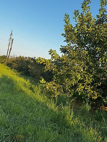 Torpaq sahələrinin satışı: 237 sot, Kənd təsərrüfatı, Mülkiyyətçi, Kupça (Çıxarış) — 9