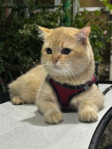 İtlər: Пристраивается котик 1год Привит Не кастрирован Желательно в семью — 2