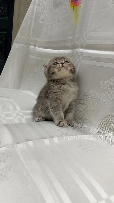 it yem: British Shorthair və Scottish Fold balaları - Cins: şəkillərdə həm — 4