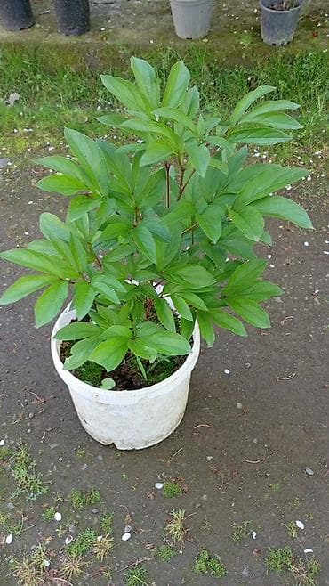 Pion (Paeonia) kolu – qapda əkilmiş - Bitki: çoxillik pion kolu - — 1
