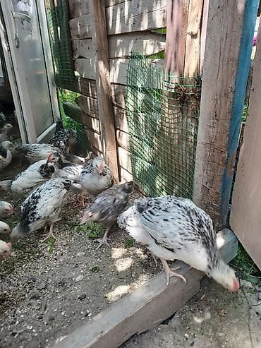 bildircin cucələri: Serebris çolpalari 2 ayliq — 6