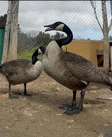 Məhsul: Kanada qazları [CÜT Sekilinde Satilir] Qiymetde Endirim — 1