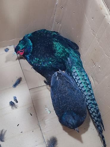 Məhsul: Qırqovul cütü (erkək və dişi) Təsvir: - Növ: Qırqovul - Rəng