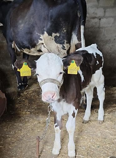 simmental inək satılır: İkinci qarına doğub 15 litr südü var — 4