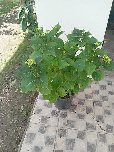 hilba bitkisi nedir: Məhsul: Saksıda hortenziya (Hydrangea macrophylla) Təsvir: - Geniş — 2