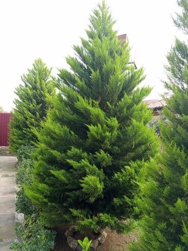 adəm ağacı: Hündür, sıx taclı həmişəyaşıl kiparis (tuya tipli iynəyarpaq). Bağ — 1
