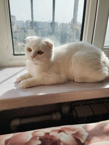 отдам в хорошие руки шотландского вислоухого котенка: Шотладская вислоухая, Самка, В добрые руки — 4