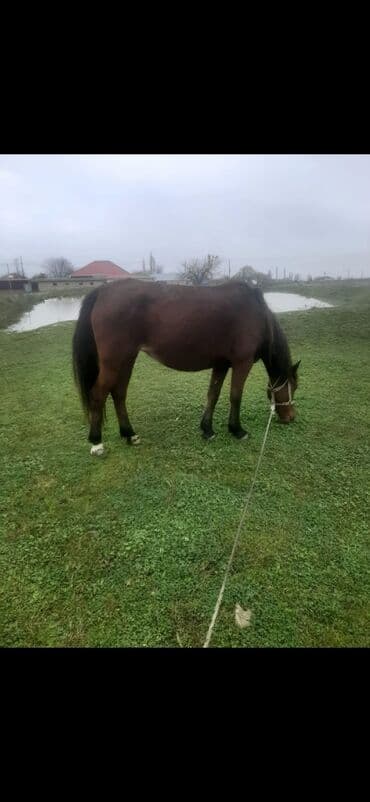 Pişiklər: Dişi, il: 8, Ödənişli çatdırılma — 2
