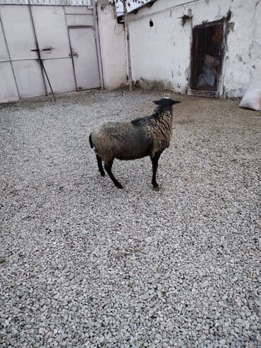 Бараны, овцы: Самец, Romanov, лет: 1 — 2