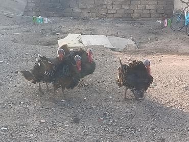 hinduşka balalari: 4 ədədi Erkək Quşu Bronza Cinsi Peyvəndlər vurulub Damazlıq üçündə — 1