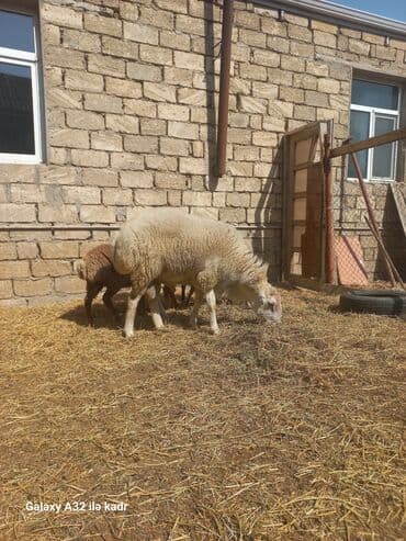 heyvan bazari inekler: Fermada yetişdirilmiş, müxtəlif rənglərdə olan qoyunlar. Sağlam və — 9