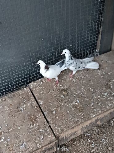 dəvəquşu yumurtası qiyməti: Şəkillərin hamısına baxın. hər cinsdə quşlar satılır . qiymət biri — 24