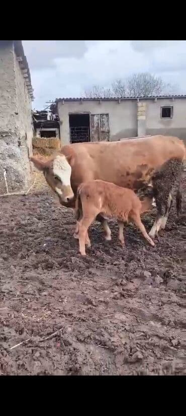 balali inək: 1 ci balasidi 10 südü var bala disidi 3800 azn — 6