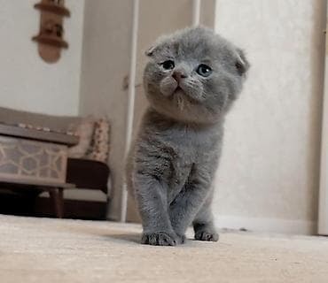 pulsuz pişiy: Şotland yastı qulaq — 2