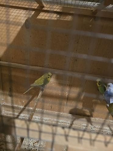 jako tutuqusu satilir: Bala vermeyen quwlardi, tecili satilir sari dișidi, qalanlar erkek — 4