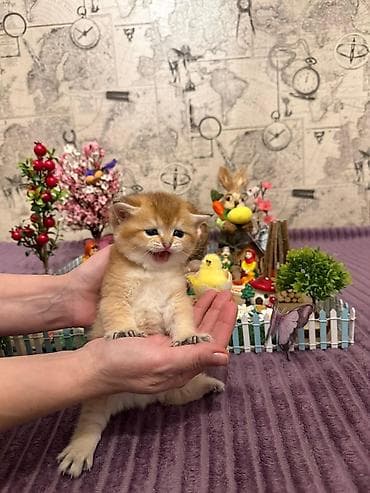 it bala: Britan, Erkək, Dişi, Yaxşı əllərə, Ünvandan götürmə, Pulsuz çatdırılma, Ödənişli çatdırılma — 9