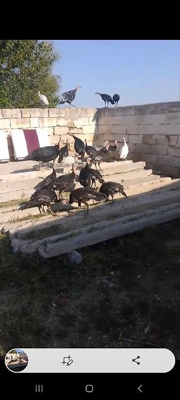 cins heyvanlar: 3ayliq 2.300 kq 20 denedianalari ile satilmasi mumkundur real aliciya — 2