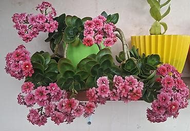 Kalanxoe (Kalanchoe blossfeldiana – çoxçiçəkli, cüt ləçəkli sort) -