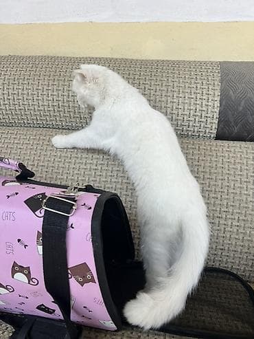 ördək növləri: ….Salam 1 yaş 4 aylıqdır dişidir ev şəraitində saxlanılıb … esger — 9