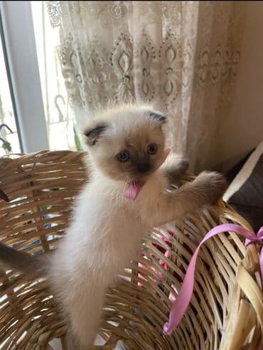 tap az kt heyvanlar: 100 ile 400 arasi cins saf qan saqlam pisiklerimiz var sekilde olmayan — 8