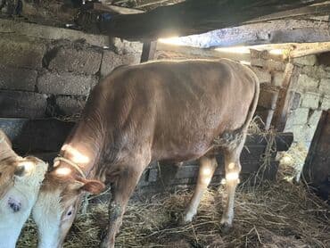 heyvan bazari inekler: Самка, лет: 1, 100120 кг, Для разведения — 8
