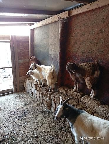 6 ədəddir. 1 i balalayıb. Balası erkəkdir.Yanında hələb erkəyi var