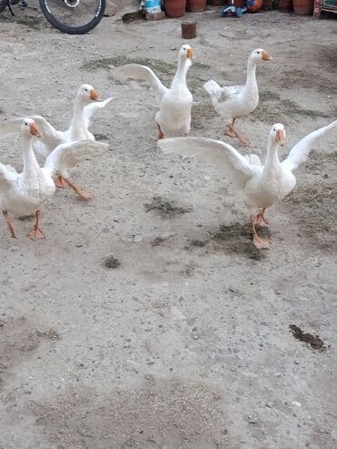 Inəklər, öküzlər: Şəkildə gördüyünüz heyvanlar satılır və ya barter edilir 7 ci aylarına — 2